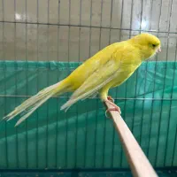 قناری رسمی بلند طلایی ماده