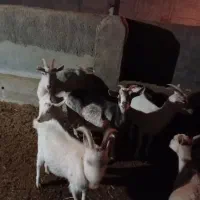 بز سانن درجه یک وشیرا