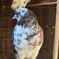 دو تا کفتر پرش