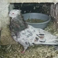 کبوتر نر کاکلو خر ی د ارم