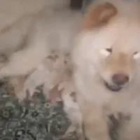 چاو چاو ماده|سگ|مشهد, شریف|دیوار