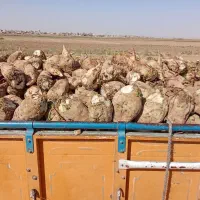 چغندر قند درجه یک،کاه و پرس،تحویل درب دامداری