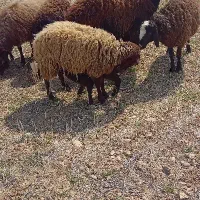 خریداری میش بره عوض میکنم با وانت بار مدل ۸۸ تک