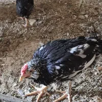 ۲۰عدد جوجه خروس گلین