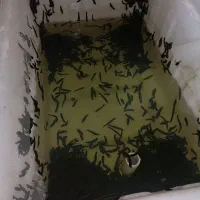 حجامت و زالو درمانی بصورت حرفه ایی