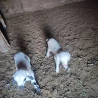 فروش 10راس کاور دوتاشون زاییدن