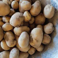 سیبزمینی کاملا ارگانیک|خوردنی و آشامیدنی|کامیاران, |دیوار