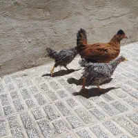 جوجه مرغ