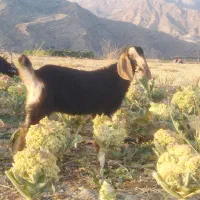 بز کهره دار