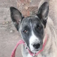 سگ مالینویز ماده 1ساله|سگ|یزد, |دیوار