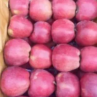 سیب چین با قیمت بالا