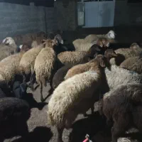 40رس میشه 20رس زایده مابقی ابستن