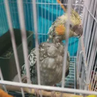 عروس هلندی|پرنده|ماهان, |دیوار