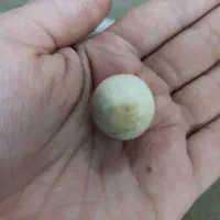 سنگ الماس آسیاب|جواهرات|شیراز, سعدیه شمالی|دیوار