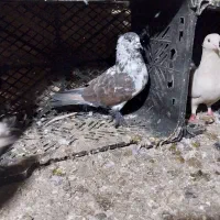 کبوتر تک پر