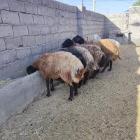 میش جوان|حیوانات مزرعه|شاهرود, |دیوار