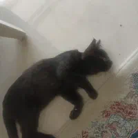 واگذاری بچه گربه‌ها