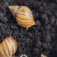 حلزون|خزنده|پرند, فاز ۶|دیوار