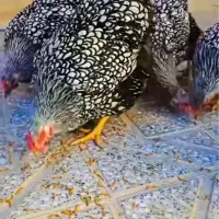 جوجه ۸ ماهه مرغ ویاندیت