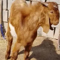 چپش پاکستان اصیل