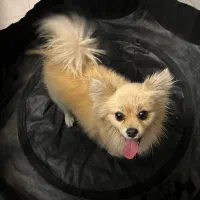 سگ فروشی|سگ|کرمان, |دیوار