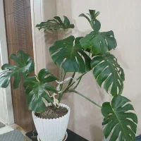 گل و گلدان