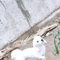 واگذاری|سگ|ساوه, |دیوار