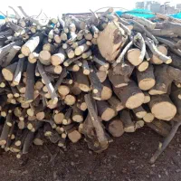 خرید و فروش انواع چوب باغی مرکبات و غیره