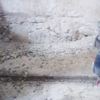 سلامدوستان۳.کبوترپرش