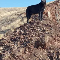 سگ سرابی|سگ|بیلوار, |دیوار