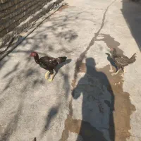 یک جفت لاری و یک جفت غوغاز به فروش می‌رسد|حیوانات مزرعه|تاکستان, |دیوار