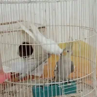 عروس هلندی
