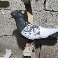 کفتر سینه تریاکی