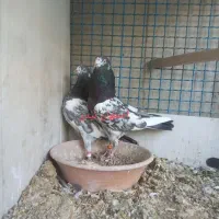 کبوتر پاکستانی|پرنده|اصفهان, شیخ اشراق|دیوار