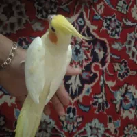 عروس هلندی ماده|پرنده|رامهرمز, |دیوار