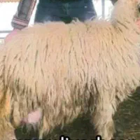 گوسفند گم شده