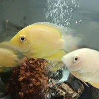 ماهی سورم|ماهی|صدرا-فارس, فاز ۲|دیوار