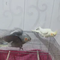 فروش دو عدد عروس هلندی|پرنده|حمیدیا, |دیوار