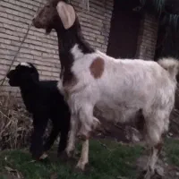 بز بزغاله گوسفند