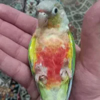 گرینچیک رد چیک ماده فول دستی سخنگ‌و