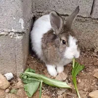 خرگوش|موش و خرگوش|یاسوج, |دیوار