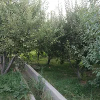 مدارک گمشده  به نام قبلعلی پوراسد