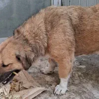 سگ پاکوتاه