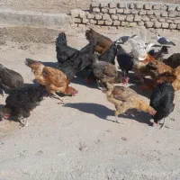 مرغ