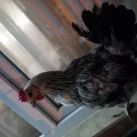 134|حیوانات مزرعه|آبسرد, |دیوار