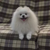 پامر بالغ (خرسی،عروسکی و روباهی)|سگ|شیراز, دروازه قران|دیوار