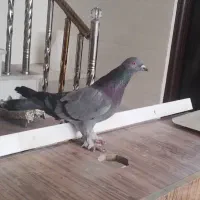 کبوتر پر