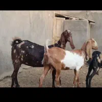 ۳بزپاکستانی اصیل چهل خال بدون شاخ جنس بالاشیرا|حیوانات مزرعه|کاشمر, |دیوار