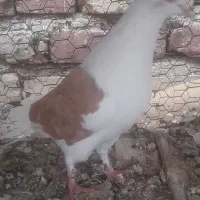 کبوتررنگی|پرنده|آباده, |دیوار