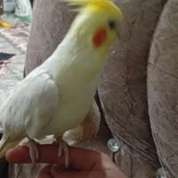 عروس زیر یک سال